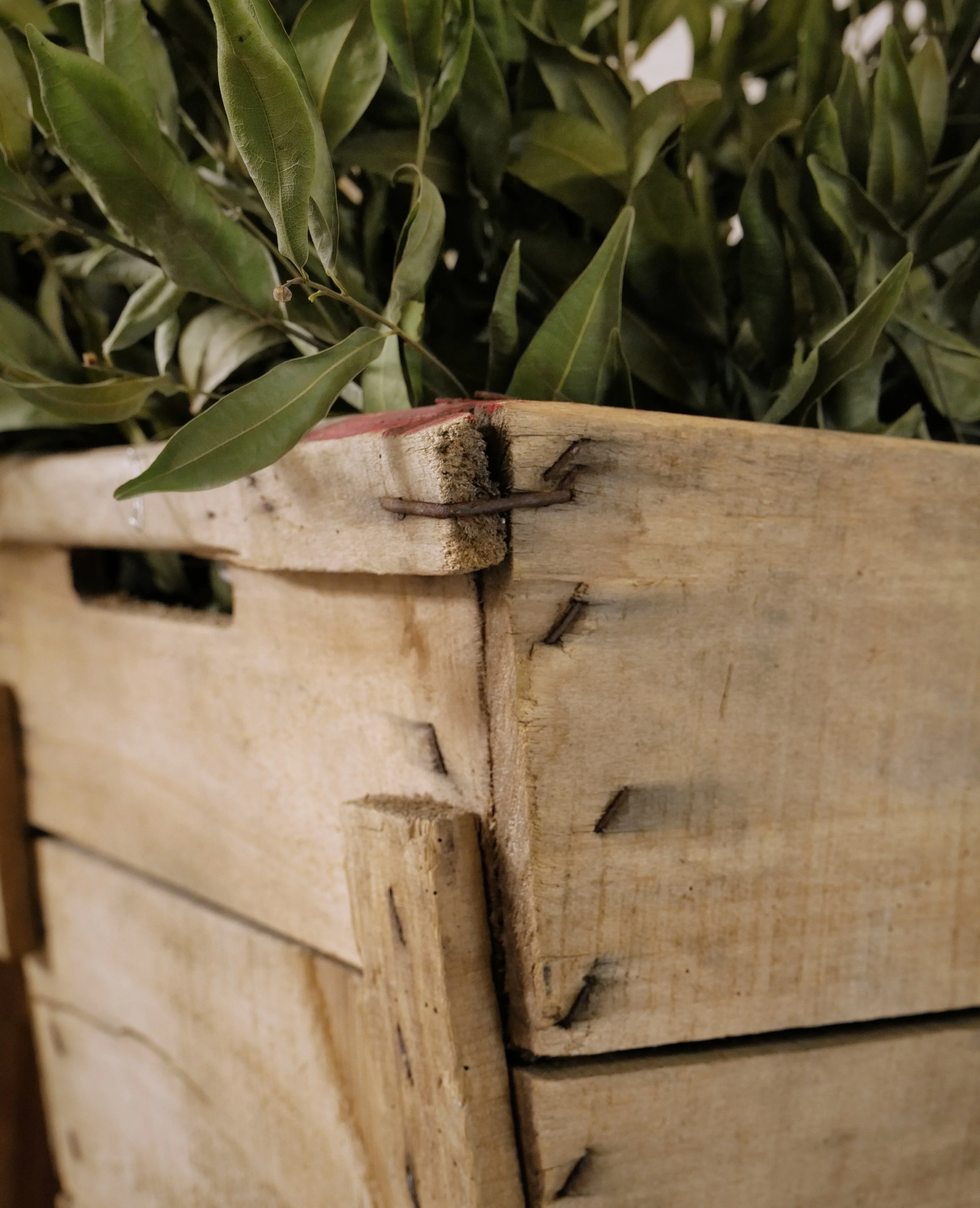 Champagne Crate - Image 6