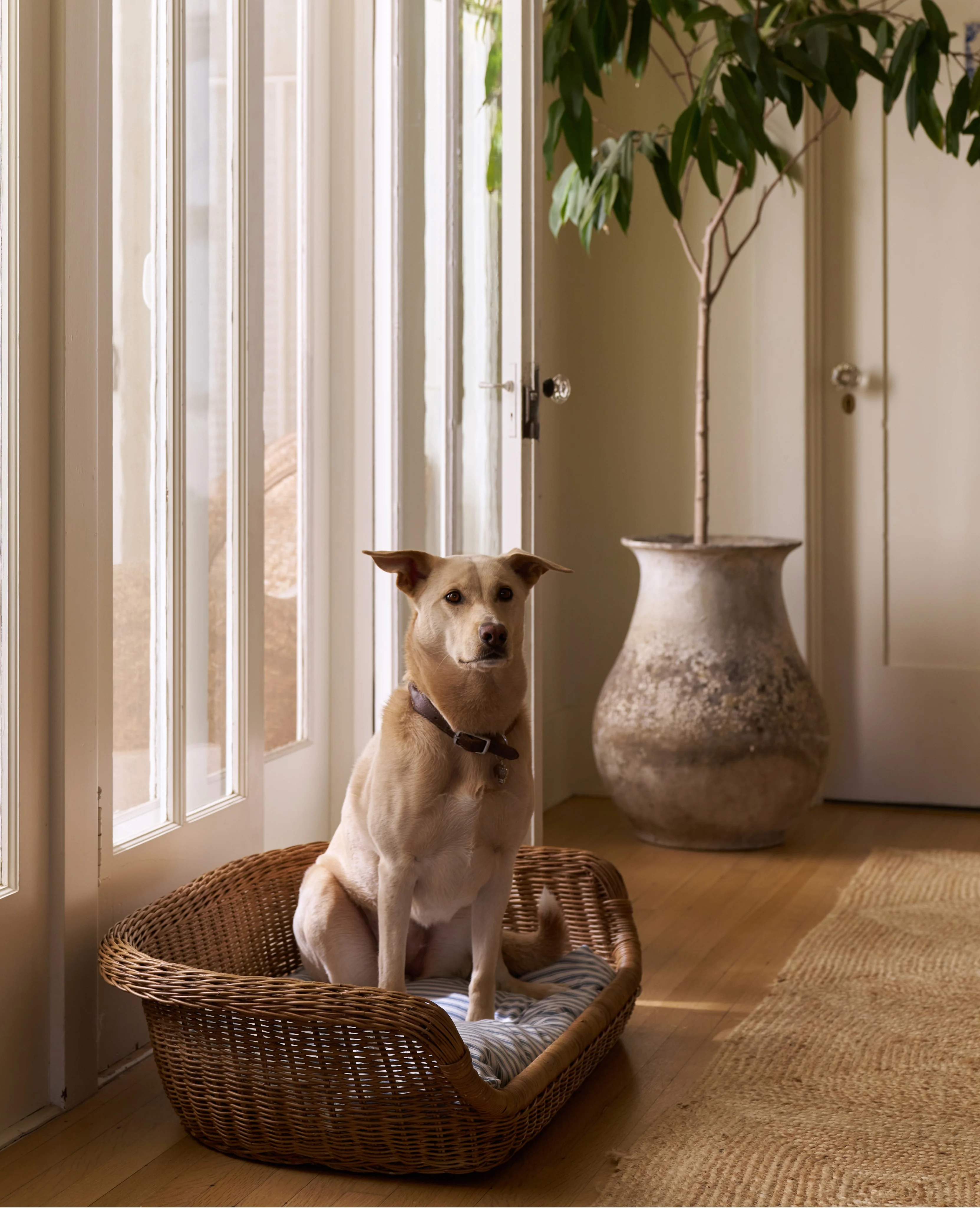 Daisy Dog Bed - Image 7